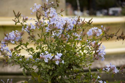 flower garden pot