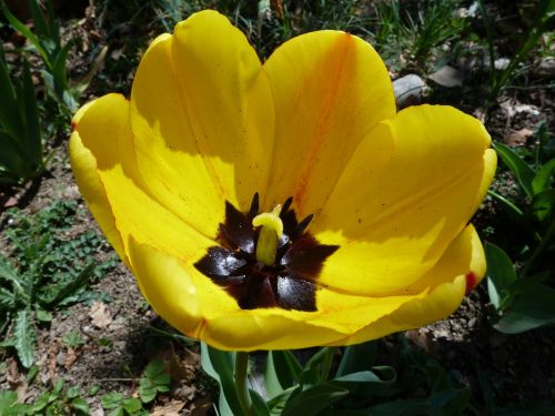 flower macro tulip