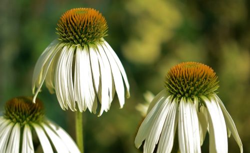 flower natur spring