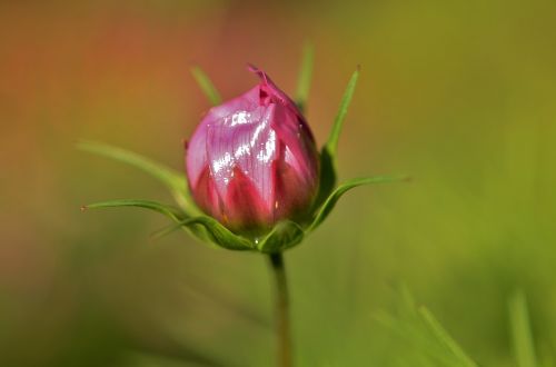 flower natur spring