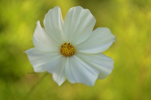 flower natur spring