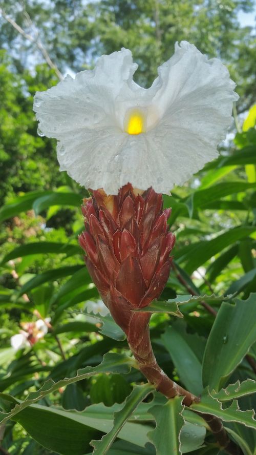 flower white caribbean