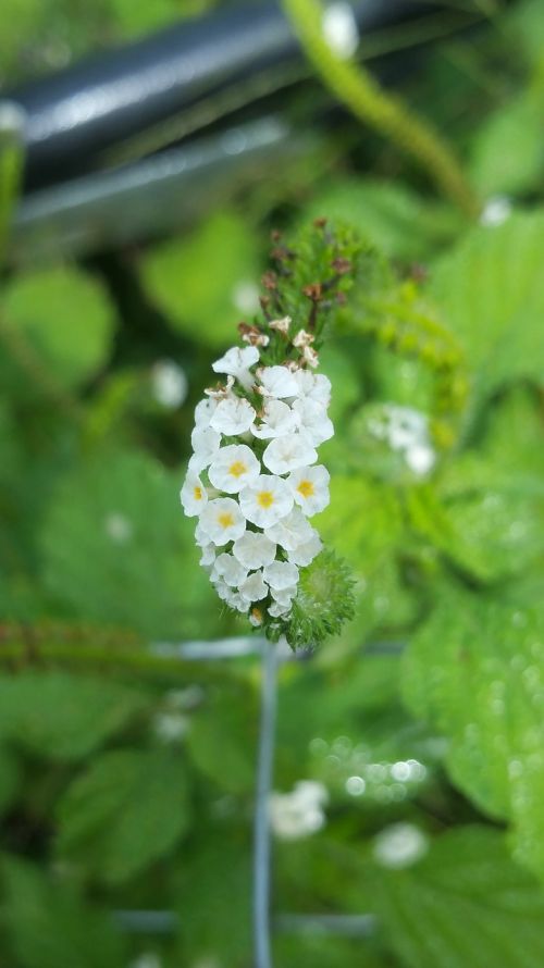 flower white tiny
