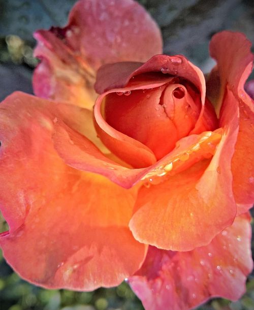 flower rose floribunda