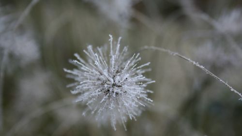 flower frozen winter