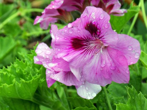 flower rain nature