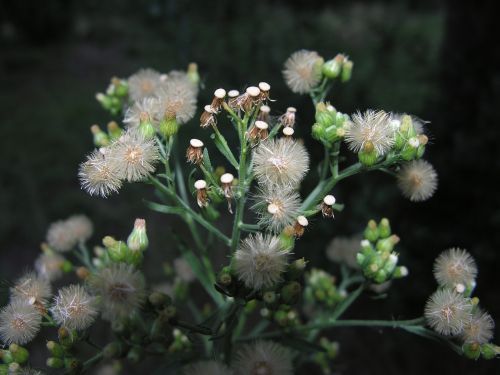 flower plant green