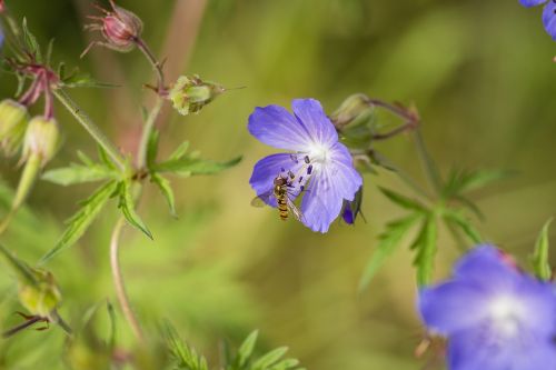 flower insect hoverfly