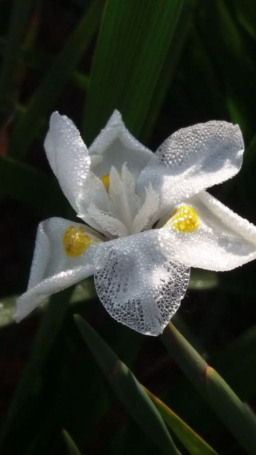 flower field white