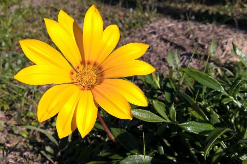 flower wildlife street