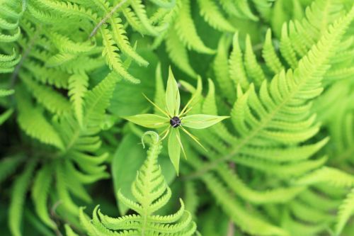 flower green macro