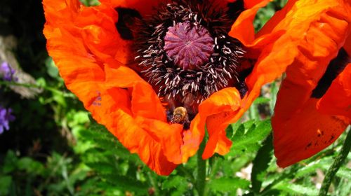 flower nature garden