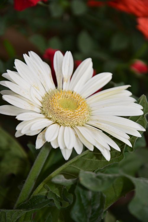 flower marguerite petals