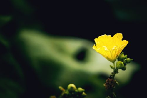 flower nature yellow