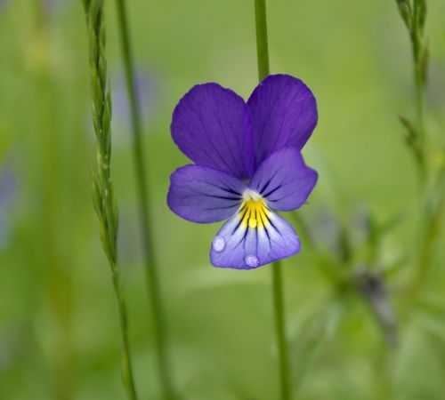 flower summer flowers of the field