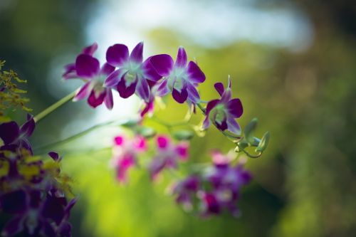 flower garden orchid