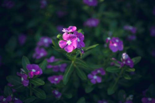 flower garden green