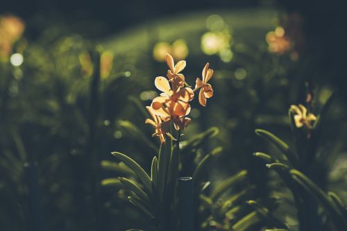 flower garden orchid