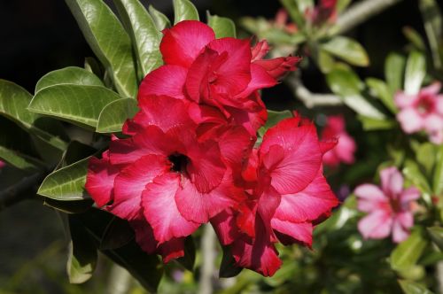 flower desert rose tropical