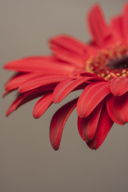 flower red leaves