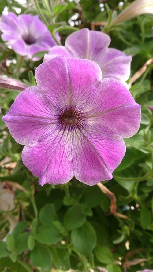 flower plant purple