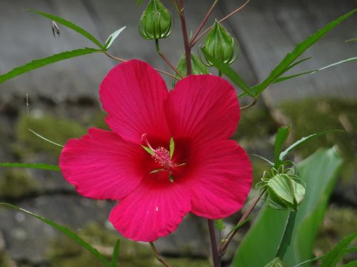 flower pink petals