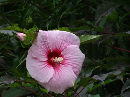 flower pink white