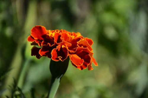 flower garden plant