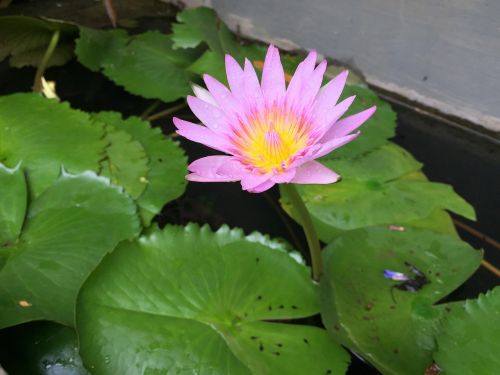 flower water floating