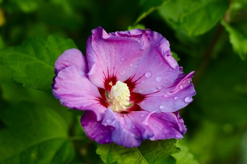 flower macro garden