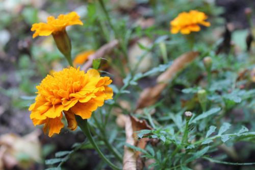 flower yellow nature