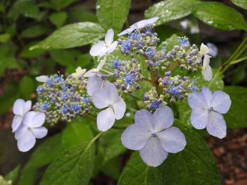 flower blue nature