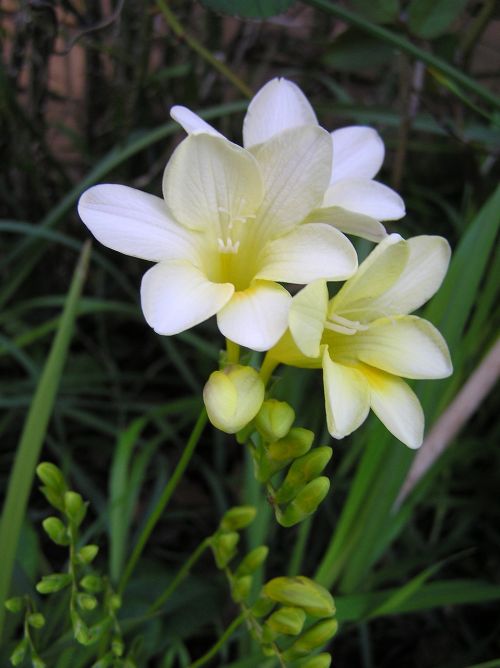 flower green plant