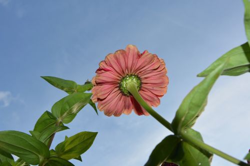 flower below flower green leaves