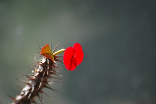 flower red flower red