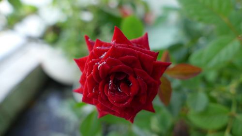 flower rose vietnam