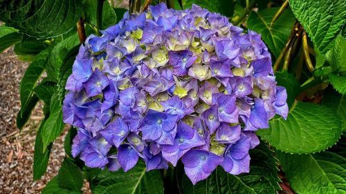 flower blue petals