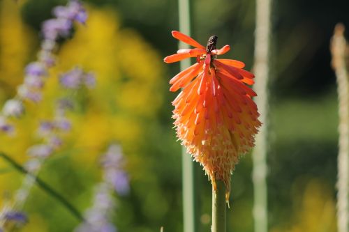 flower red blossom