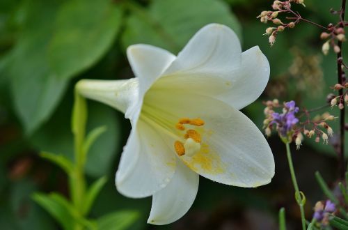 flower natur spring