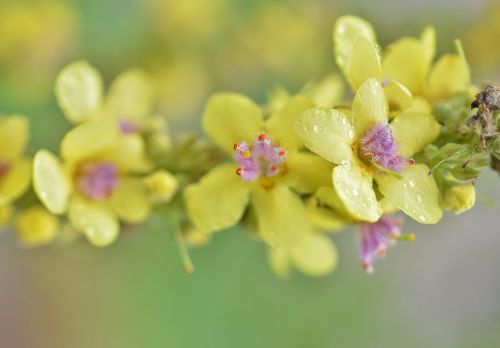 flower natur spring