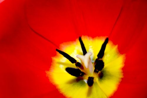 flower tulip red