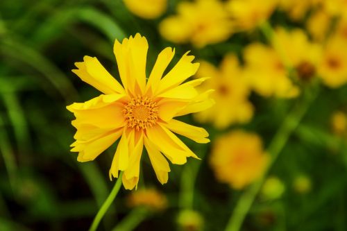 flower yellow nature