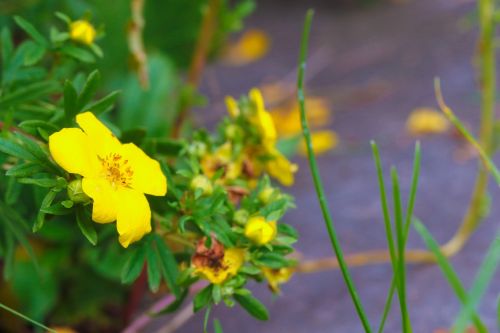 flower wildflower autumn