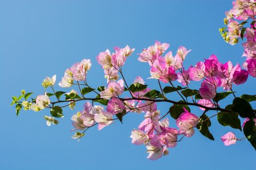 blossom bloom flower