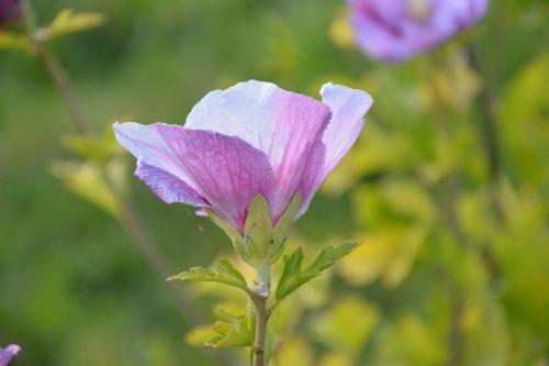 flower flowers plant hibiscus