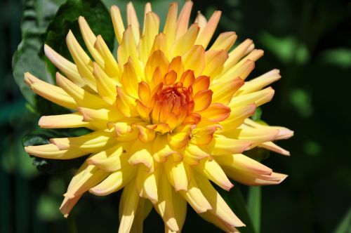 flower dahlia yellow petals