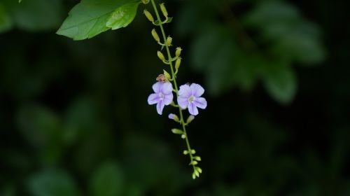 flower purple background