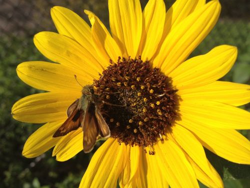 flower insect nature