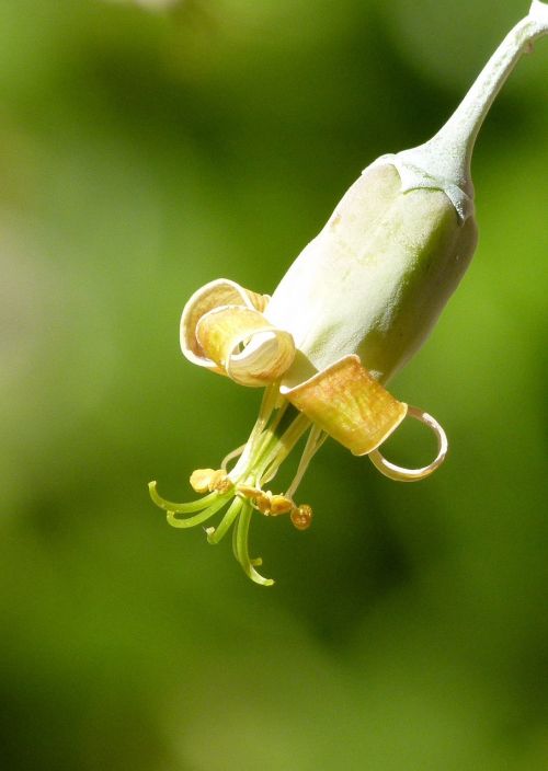 flower bell detail