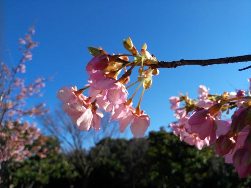 flower cherry blossom pink